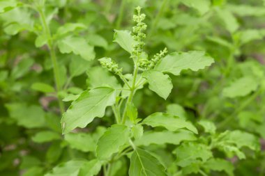 Green Holy Basil, Ocimum sanctum. Sweet Basil, Thai Basil on nature background. Ocimum basilicum Linn.