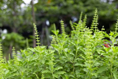 Green Holy Basil, Ocimum sanctum. Sweet Basil, Thai Basil on nature background. Ocimum basilicum Linn.
