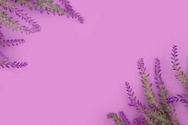 Heather çiçeklerinin üst görünümü mor arkaplanda yatar