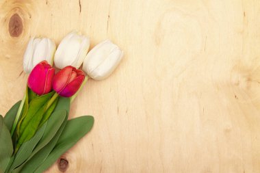 Ahşap arka planda lale çiçekleri ve fotokopi alanı. Garip laleler ahşap dokularda çiçek açar..