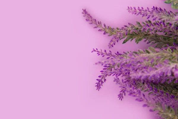 Lavender flowers lie on a lavender color table background. Flat lay