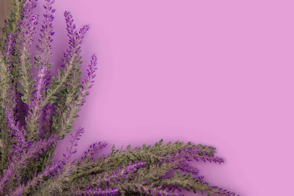 Heather Blommor Ligga Lavendel Färg Bakgrund — Stockfoto