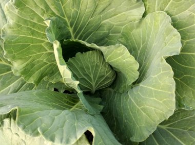 green organic cabbage in garden. 