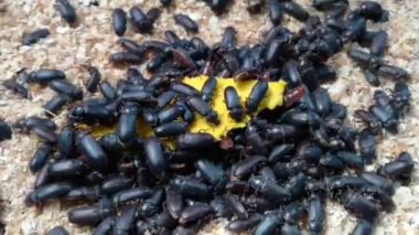 Black Beetles Farm Pests.