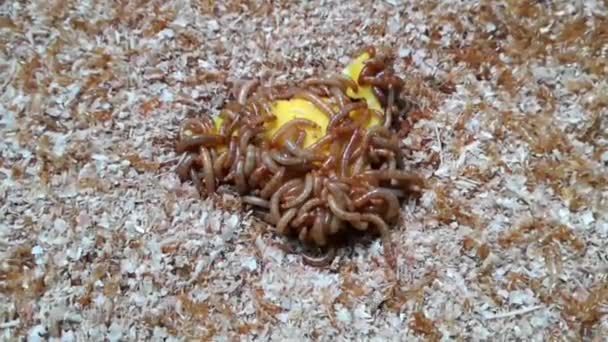 Caterpillar Pest Larvae Worm Garden — Wideo stockowe