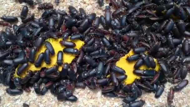 Black Beetles Farm Pests — Stock video