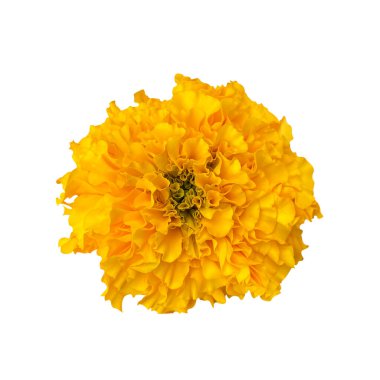 Beyaz arkaplanda izole edilmiş takvim çiçekleri