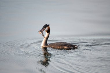 Lüksemburg, Podiceps 'te Haff Reimech' te sulak arazide balık yiyen büyük ibikli bir kuş. 