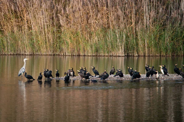 Kormorane Und Reiher Feuchtgebiet Haff Reimech Luxemburg Wasservögel Ufer — Stockfoto