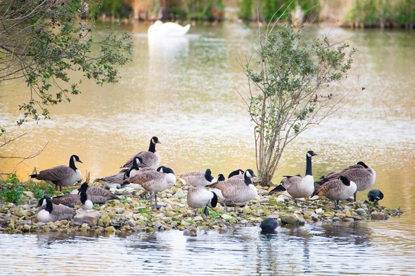 Group Canadian Goose Wetland Haff Reimich Luxembourg Water Birds Shore — Stock Photo, Image