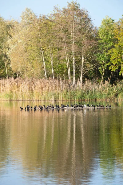 Biodiversity Haff Reimech Wetland Nature Reserve Luxembourg Pond Surrounded Reed — Stock Photo, Image