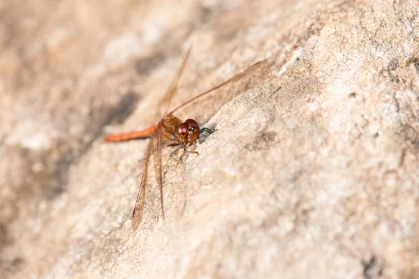 Red Dragonfly Neurothemis Fluctuans Sitting Stone Haff Reimich Nature Reserve — Stock Photo, Image