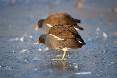 Gallinule, Gallinula galeata dağ tavuğu kışın donmuş ve karla kaplı gölette paytak paytak yürüyor, kuşlar