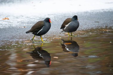 Gallinule, Gallinula galeata moorhen içme suyu, kışın donmuş ve karla kaplı gölet, kuşlar
