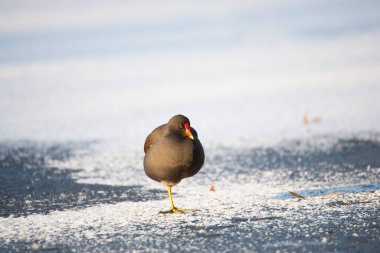 Gallinule, Gallinula galeata moorhen içme suyu, kışın donmuş ve karla kaplı gölet, kuşlar