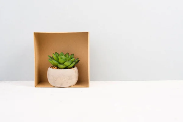 Cactus in a pot standing inside a gift box, minimalistic decoration, plant at the desk, modern home, homeoffice