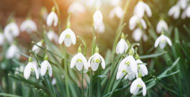 Snowdrop flowers blooming in winter and spring, sunlight shinning through the blossoms and leaves, first wildflower in sprintime