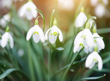 Snowdrop flowers blooming in winter and spring, sunlight shinning through the blossoms and leaves, first wildflower in sprintime 