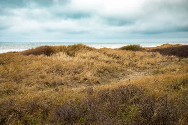 Paisagem Praia Com Junco Areia Mar Norte Nos Países Baixos — Fotografia de Stock
