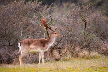 İlkbaharda boynuzlu kızıl geyik, Hollanda 'da Amsterdamse Ormanı, Hollanda' da sulayanlar, ormandaki vahşi yaşam. 