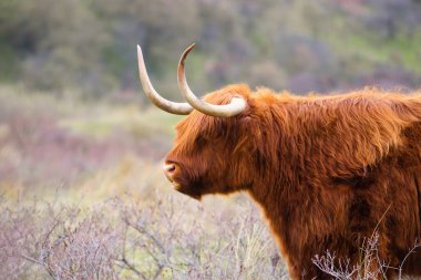 İskoç dağlık sığırlar, kırsalda inek, otlakta boynuzlu boğa, kızıl tüylü palto.