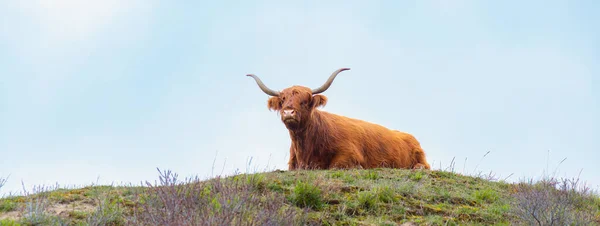 Ganado Escocés Las Tierras Altas Vaca Campo Toro Con Cuernos — Foto de Stock