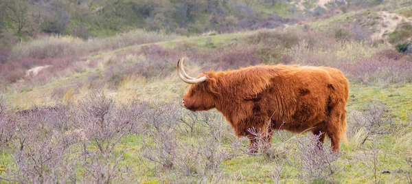 Skotský Dobytek Vysočiny Kráva Venkově Býk Rohy Pastvině Huňatý Kožich — Stock fotografie