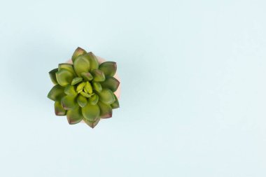 Mavi arka planda bir tencerede kaktüs, minimalist dekorasyon, masada bitki, metin için kopya alanı, modern ev 