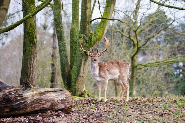 Red Deer Stag Antlers Spring Forest Amsterdamse Waterleidingduinen Netherlands Wildlife — стокове фото