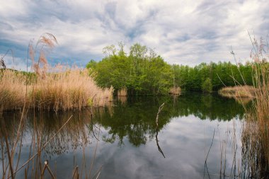 Lüksemburg 'daki Wetland Haff Reimech, bataklık habitatı, doğa rezervi ve biyoope, sazlıklarla dolu bir gölet. 