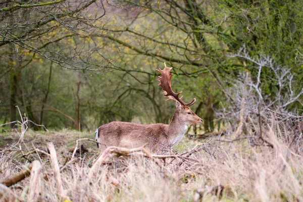 春天里有鹿角的红鹿 荷兰有阿姆斯特丹的森林 林地有野生动物 — 图库照片