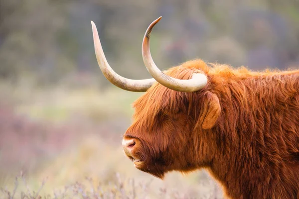 stock image Scottish highland cattle, cow in the countryside, bull with horns on a pasture, ginger shaggy coat