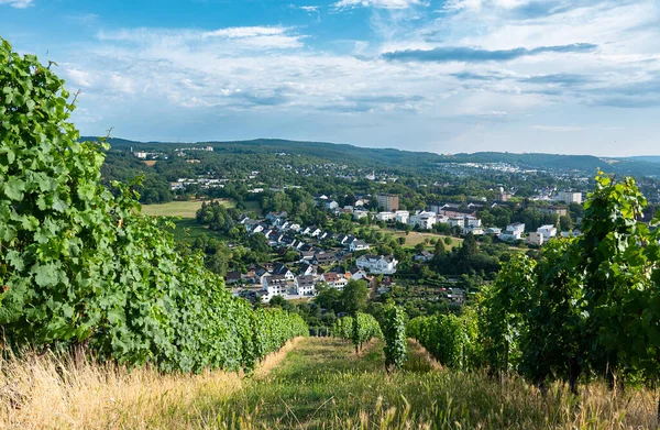 Vinice Výhledem Starověké Římské Město Trier Moselle Valley Německu Krajina — Stock fotografie