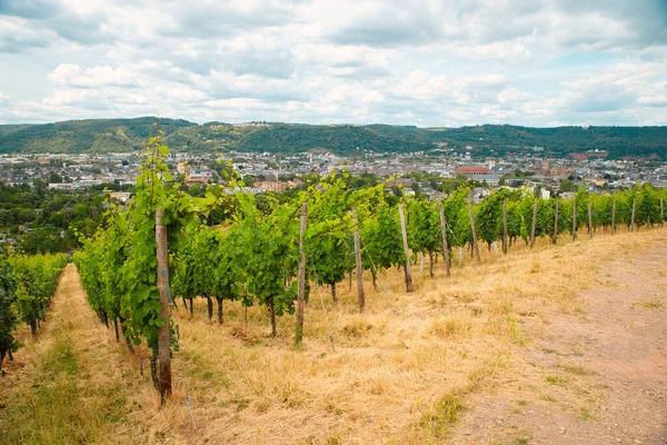 Vineyard Med Utsikt Över Den Antika Romerska Staden Trier Moseldalen — Stockfoto