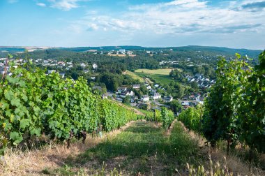 Eski Roma şehri Trier 'in manzaralı üzüm bağı Almanya' daki Moselle Vadisi, Rhineland damağındaki manzara