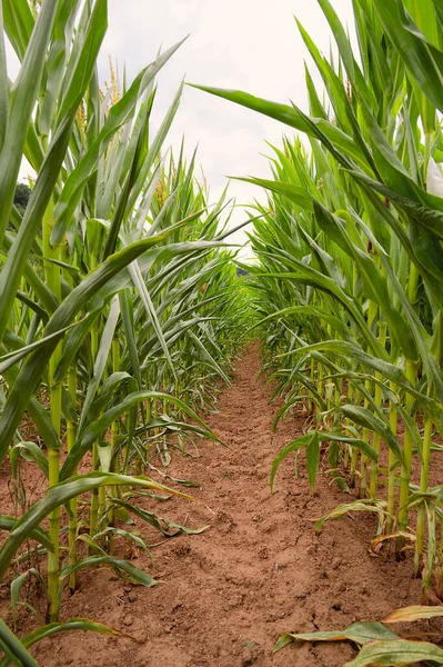 Stock image Corn field, cultivated corn cob start to grow, harvest in the summer, agriculture plants for food, farmland on the countryside