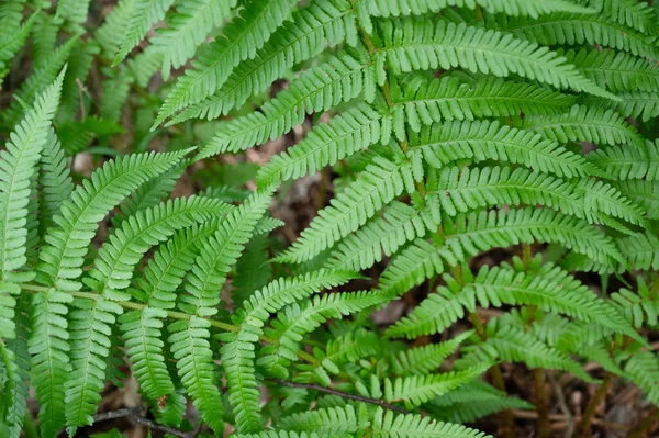 stock image Green fern leaf in the forest, vegetation in nature, close up of the plant