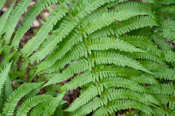 Green fern leaf in the forest, vegetation in nature, close up of the plant