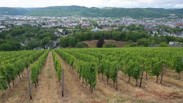 Vignoble Avec Vue Sur Ancienne Ville Romaine Trèves Vallée Moselle — Video