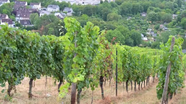 Vignoble Avec Vue Sur Ancienne Ville Romaine Trèves Vallée Moselle — Video