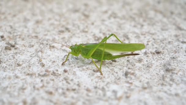 Sauterelle Verte Insecte Grillon Rampant Mur Tettigonia Viridissima — Video
