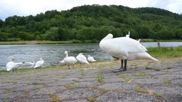 Moselle Nehrinin Yanında Beyaz Kuğu Var Moselle Vadisi Nde Kuşları — Stok video