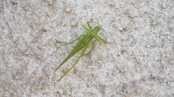 Grön Gräshoppa Cricket Insekt Krypa Vägg Buske Cricket Tettigonia Viridissima — Stockvideo