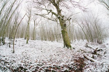 Forest covered in snow, trunks trees, winter in Germany frosty scenery in wintertime, climate and environmental issues, fisheye lens 
