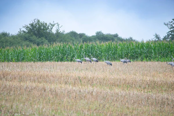 Kraanvogelgroep Zoek Naar Voedsel Een Veld Trekvogel Mecklenburg Aan Baltische — Stockfoto