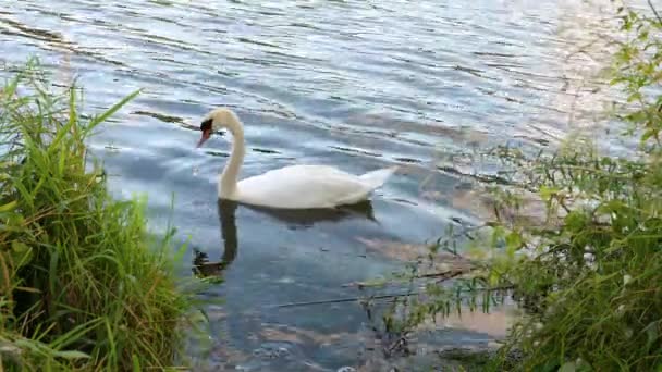 Белый Лебедь Плавающий Реке Мозель Водоплавающие Птицы Животные Дикой Природы — стоковое видео