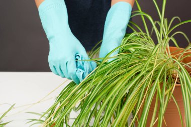 Örümceğin yapraklarını bez parçasıyla temizliyorum çiçekçi yapraklarını suyla yıkıyorum, bahçeyle uğraşıyorum.