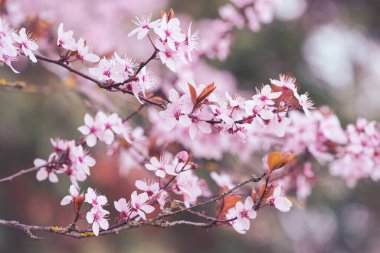 Bahar mevsiminde kiraz çiçekleri, pembe Japon sakurası, meyve ağacı, botanik 