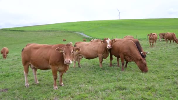 ドイツの牧草地で牛の放牧 適切な動物飼育 農地の牧草地 — ストック動画