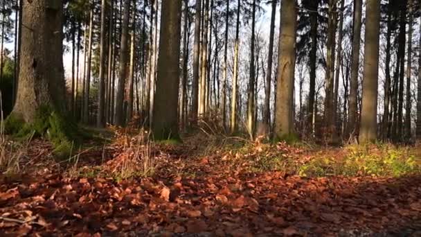 Bos Herfst Kleurrijk Blad Boom Pad Door Loofbomen Landschap — Stockvideo